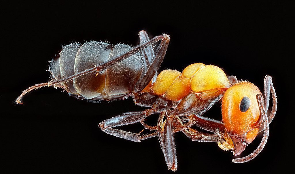 Ant Control service in Springdale, AR