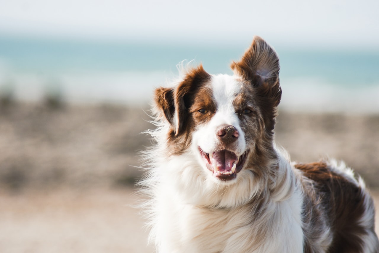 Flea & Tick Control service in Springdale, AR