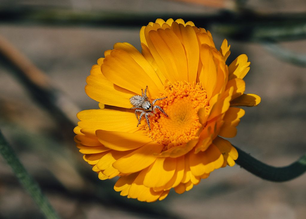 Spider Control service in Springdale, AR